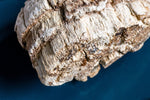 Load image into Gallery viewer, ascent nutrition agarikon mushroom
