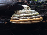 Load image into Gallery viewer, agarikon mushroom